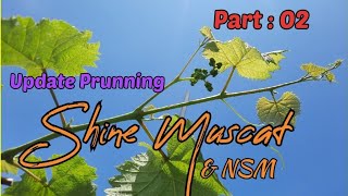 Hasil Prunning Anggur Shine Muscat dan NSM 20 HSP