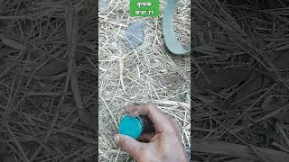 শসা চাষে আমিস্টার ব্যবহার করুন /ব্যবসায়িক শীত কালীন শসা চাষ/শীতকালীন শসা / fungicide/ short