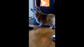 父さんと薪ストーブにあたるコーギー / Corgi warming up in front of the wood stove with dad #コーギー #サクラ #sakura