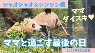 【シャオシャオレイレイ】3月19日いつもと変わらないほのぼのとした日でした🌈🐼✧⁠*⁠。