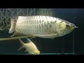 arowana mgbb dengan lampam emas