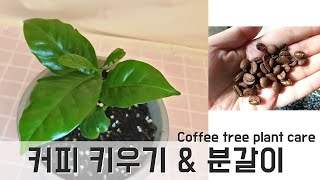 커피나무 키우기 \u0026 분갈이 / Coffee tree plant care