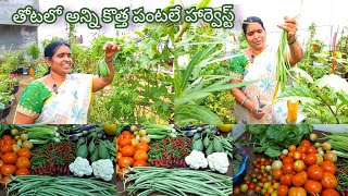 ఈరోజు మిద్దె తోటలో కొత్త కొత్త కూరగాయలు తొలి పంటలు తెంపుకుందాం #harvest