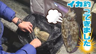 【エギング】上天草で夜のボトムエギングをしてきました🦑