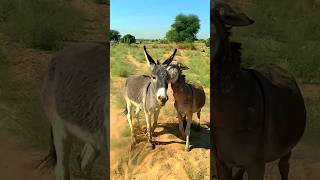 #donkey #animals #donkeys #funnydonkey