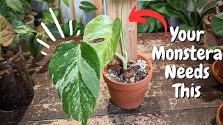 Add a support stake for LARGER monstera leaves