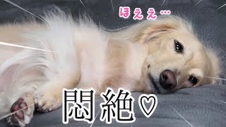 【悶絶】うるうるおめめの可愛い寝落ち顔を見せつけてくる犬【カニンヘンダックスのんの】