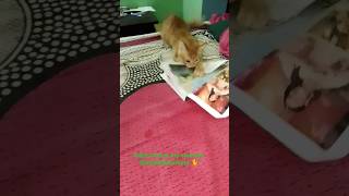 pudra pudra pudraaaa | vadivelu comedy #simba #catlover #simbathelionking #vadivelucomedy #kitten