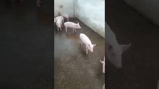 first time Piglet for sale,86506 51021