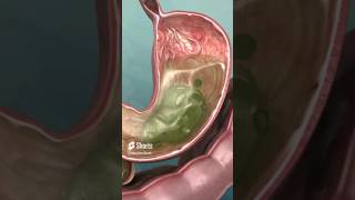 What is the role of mucus in the stomach?