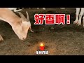 猫后生配音秀：好香啊！山羊闻蜡，这就是传说中的羊群效应吗？