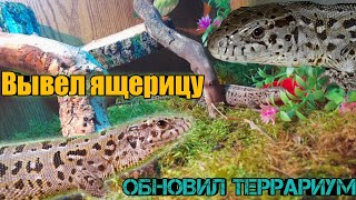 Вывел прыткую ящерицу из зимовки! Обновил террариум для прыткой ящерицы!