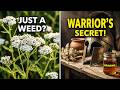 Considered a Weed, But This Plant Was Once the Savior of Ancient Greek Warriors.