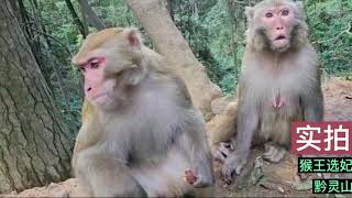 Monkey King preferential mating｜与猴王互动，降服猴王，实拍猴王选妃，猴王当众秀恩爱，太精彩了