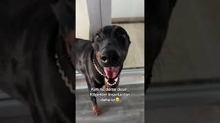 Köpekler insanlardan daha iyi #köpek #dog #doberman