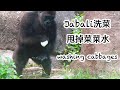 小金剛Jabali洗菜與甩菜菜水Jabali washing cabbages#金剛猩猩 #gorilla