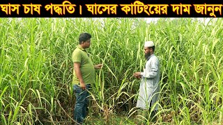 ঘাস চাস পদ্ধতি এ টু জেট। পুকুরেও যে ঘাস চাষ করা সম্ভব। ঘাসের কাটিংয়ের দাম জানুন