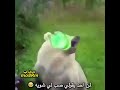 صب لي شويه ههههههه