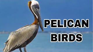 Pelican Bird | S2 Talk |Malayalam