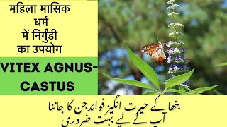 Health benefits of Vitex Agnus castus in Hindi/Urdu بنھا Bana/Nirgundi