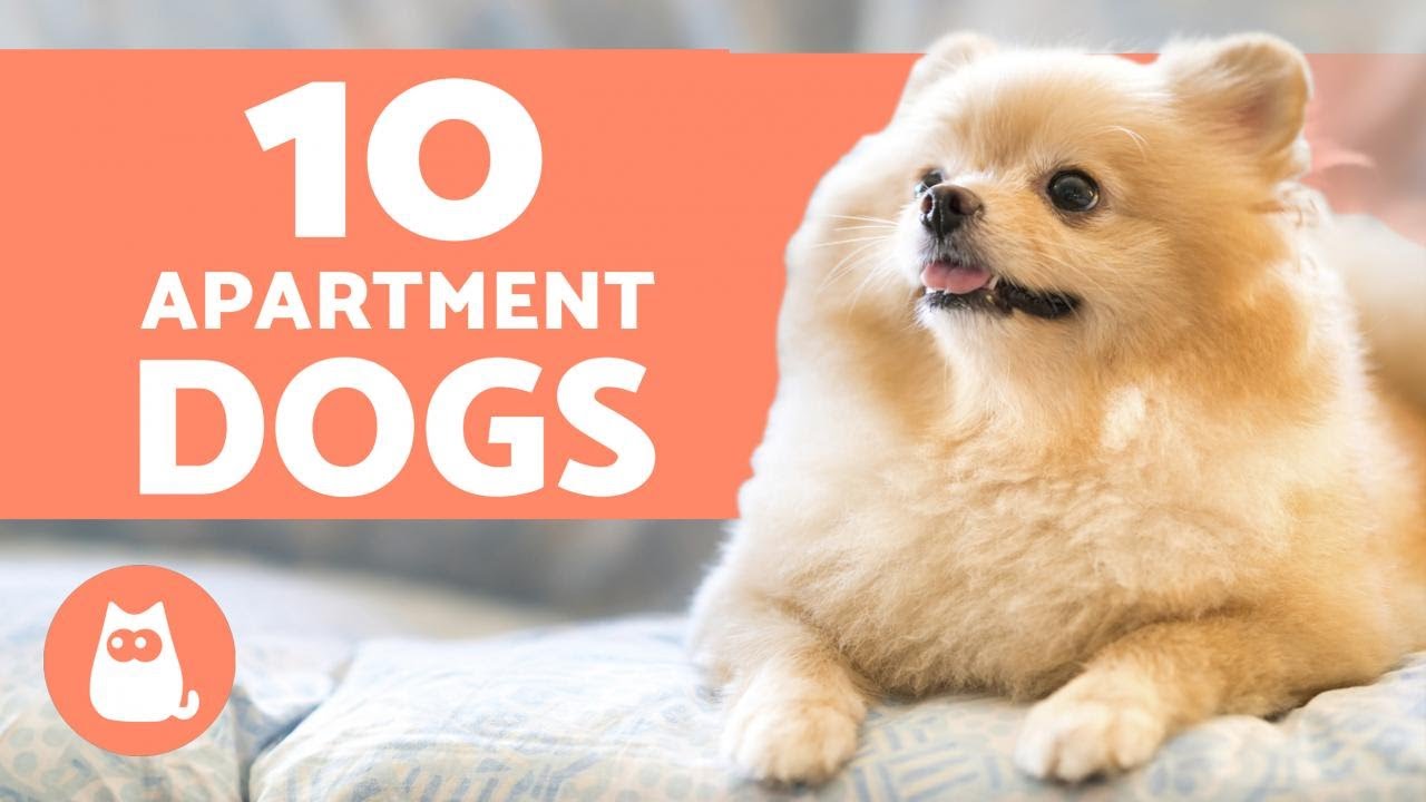 10 BEST APARTMENT DOGS 🏠 Breeds For Small Spaces - YouTube