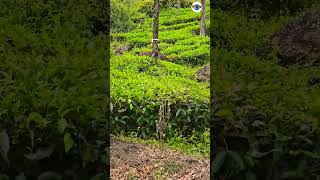 🌿🌱🐃🐃 🐃 കാഴ്ച....🐃🐃🐃🌱🌿#nature #wildlifephotography #waterfall #travel #forest #travelvlog#travel