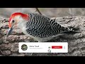 red bellied woodpecker bird sound bird song bird call bird calling chirps listen birds chirping