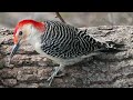 red bellied woodpecker bird sound bird song bird call bird calling chirps listen birds chirping