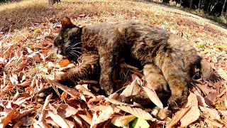 Cat relaxes on fallen leaves