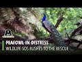 Wildlife SOS Swoops In To Rescue An Injured Peafowl