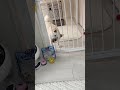 破壊神柴犬 shorts 柴犬 白柴 shibainu かわいい犬 犬