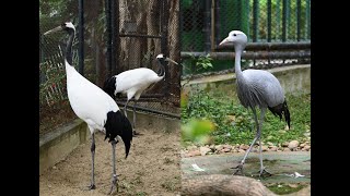 【Learn About Animals 101】Red-crowned Crane and Blue Crane