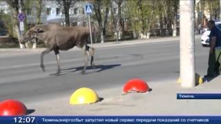 Лосиха, оказавшись в городе, умерла от разрыва сердца