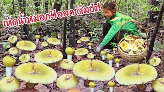 ไม่คิดว่าจะออก🍄🍄เห็ดไคเขียวหอมเต็มดง‼️เห็ดน้ำหมอกแซ่บสะเดิดคัก📱0960372005