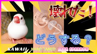 【文鳥4歳5か月⑨】おもちゃを壊してしまった！さてどうする？3代目文鳥ピーちゃん 癒し系動物 Java sparrow