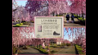 🌸『 C1163 ｢ 日中線しだれ桜 ｣ 』2021/4/8(福島県•喜多方市｢日中線記念自転車歩行者道｣) # 喜多方市 SL 観光 情報 # さくらまつり