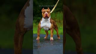 Unbelievable! Thief vs. Pitbull – Who Will Win? 🐕⚔️ #shorts #pitbull #chor