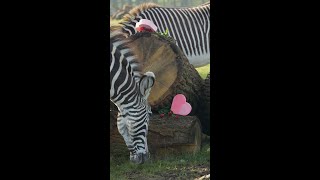 Zebra Gal Pals Celebrate Galentine's Day with a Special Dinner!