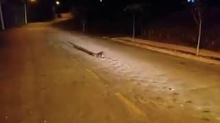 Rato gigante é flagrado atravessando a rua