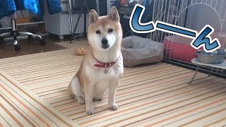 柴犬小春　【健気】留守中はドアを見つめて待つ柴犬