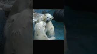 【天王寺動物園】イッちゃんママに反撃されるホウちゃん【ホッキョクグマ / Polar bear】撮影：2022.12 #shorts