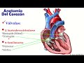 🥇circulatory system in 18 minutes cardiovascular system . easy and simple