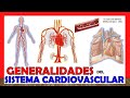 🥇CIRCULATORY SYSTEM in 18 Minutes!! (Cardiovascular system). Easy and simple!