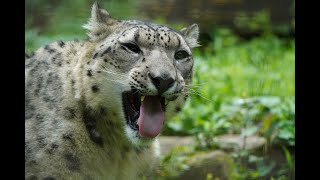 20220612 多摩動物公園 ユキヒョウ ~Japan Tama Zoological Park snow leopard~