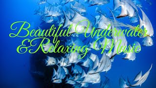 Beautiful_Underwater_Aquarium & Relaxing music || #aquarium #underwater #4k #relaxingmusic #nature