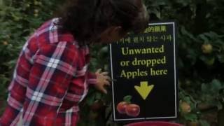 Upick Fruit at Taves Family Farms