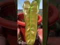 Philodendron Sharoniae #newleaf #timelapse