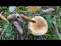 lactarius sanguifluus Рыжик красный october 25 2021