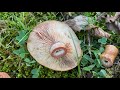 lactarius sanguifluus Рыжик красный october 25 2021