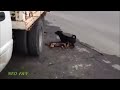 video viral lucu gokil ~ omg kasihan sekali anjing ini temannya mati dan temannya terus melolong